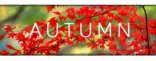 Купить Autumn Купить Autumn